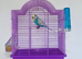 Spangle male