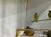 Greenfinches 26 birds and adults