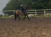 15hh Dun Andalusian
