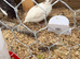 Sexed female  Coturnix Quail 7 weeks old just coming in to lay