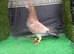 Syrian pigeons