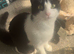 Female cat