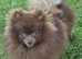 Stud Pomeranian   Chocolate