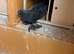 Pair of fantails and pair of black tumblers