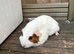 4 baby guinea pig girls ready now