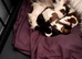 Stunning litter of 3 girls 1 boy