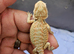 Baby bearded dragon babies and more ( Rescue ) Widnes Read details