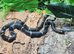Russian Black Rat Snake at Birmingham Reptiles