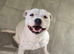 Staffordshire bull terrier boy 13 weeks old