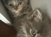 Maine Coon x bsh friendly bundles of fluff