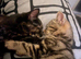 Kitten still available due to time wasters