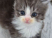 Ragdoll/mainecoon babies