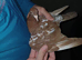 Chocolate Melueman Racing Pigeons RPRA Rung