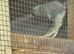 Pair of cleartails 2024 birds
