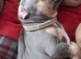 Staffordshire bull Terrier/American Staffy Puppies