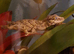 Reticulated Gargoyle Gecko