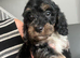Cockapoo Puppies