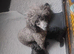 KC TOY POODLE MALE PUPPIES