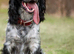 F1 beautiful sprocker puppies