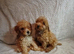 Cockapoo puppies