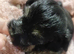 Gorgeous Yorkies litter of four 3boys 1girl available