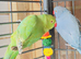 Beautiful Indian ringneck parrot for sale