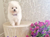 Quality Snow White Pomeranians