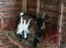 2x Pygmy goat wethers