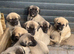 12 pure Turkish Kangal puppies