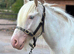 Beautiful 13.3 Cremello Cob
