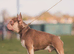 Rojo and tan French bulldog