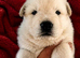Three girl German shepherd puppies