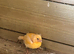Red factor canary pair plus 5 fledlings
