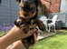 Yorkshire Terrier puppy only 1 boy available
