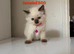 Beautiful Ragdoll cats for sale.