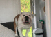 English bulldog KC reg