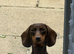 8 weeks old ready now