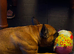 The sweetest red fawn frenchie girl looking for a home today or tomorrow