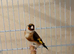 One Goldfinch female for sale