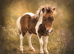 Miniature Shetland colt foal