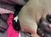 Dachshund cross Chinese crested