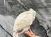 Hand Rearing Baby Friendly Super Tame Cuddly Umbrella Cockatoo Parrot,26
