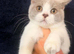 Top pedigree British shorthair kittens ready now