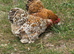 Millefleur Pekin Bantam Hens Pair