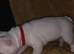 French bulldog dog puppies