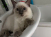 Beautiful 13-Week-Old Blue Lynx Ragdoll Boy