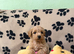 Beautiful Poochon Teddy Bears
