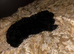 Last f1b toy cockapoo female 3months old