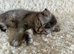 Beautiful Scottish Fold/Straight Kittens Ready for Their New Loving Homes
