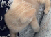 British shorthair make